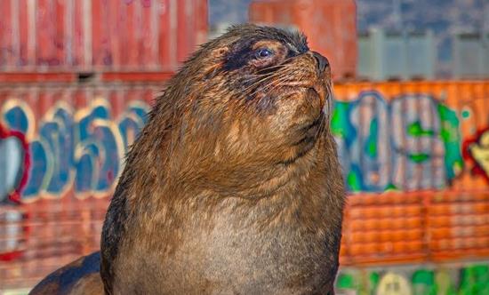 BBC Studios Natural History Unit offers insight in the animal's world